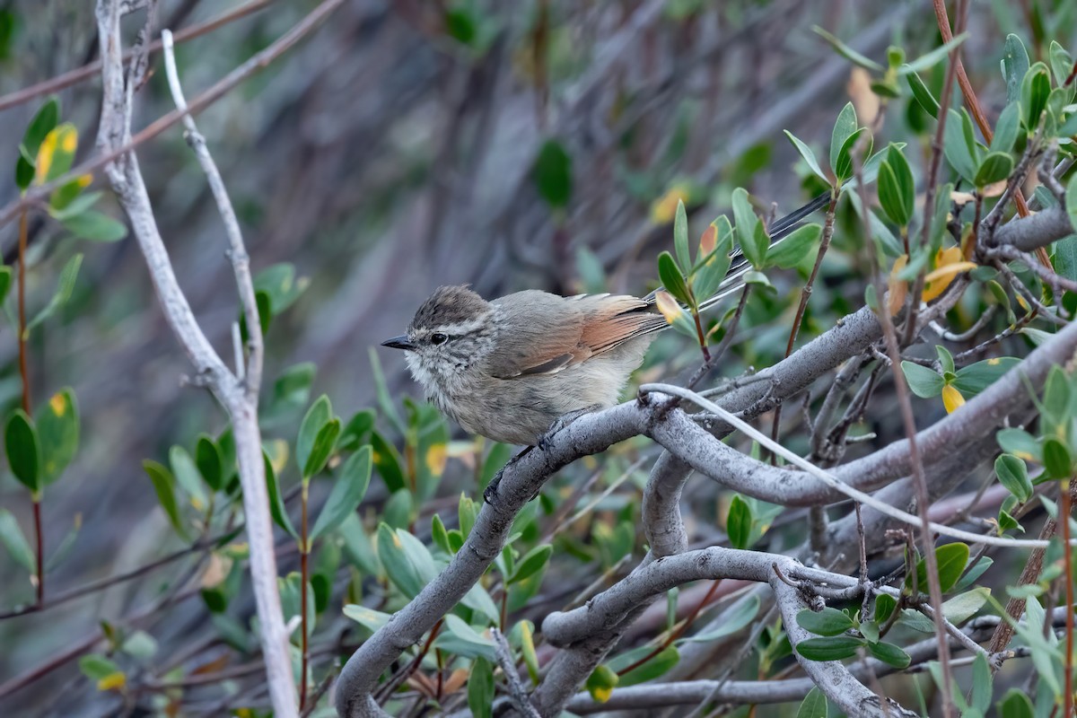 Plain-mantled Tit-Spinetail - ML615497520