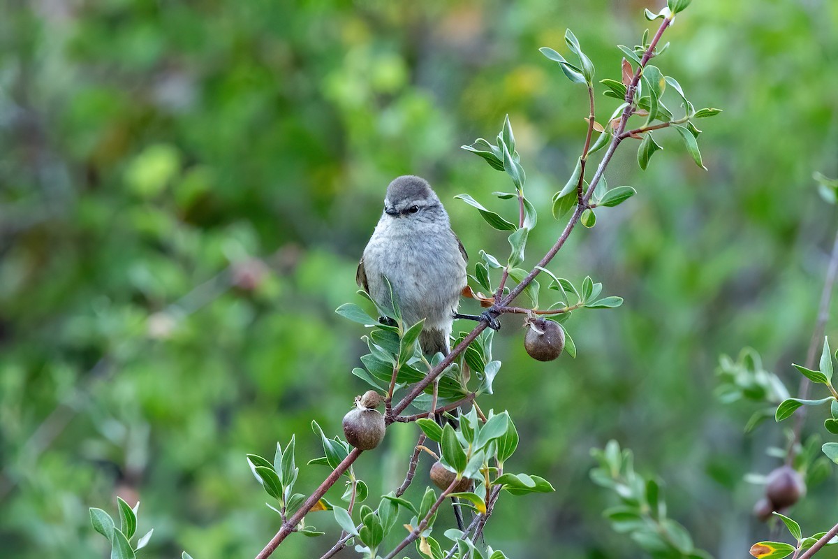 Plain-mantled Tit-Spinetail - ML615497524