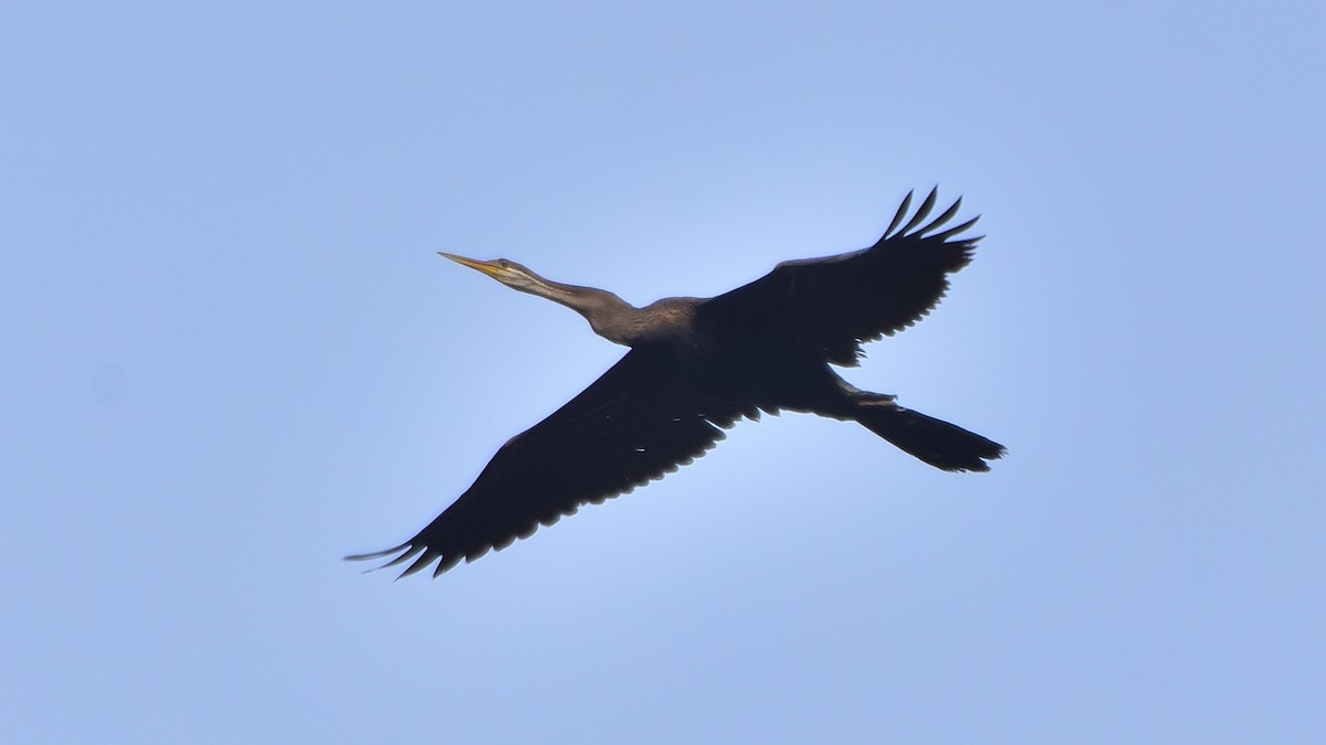 Anhinga Asiática - ML615497595