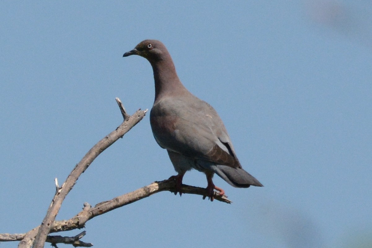 Plain Pigeon - ML615497633