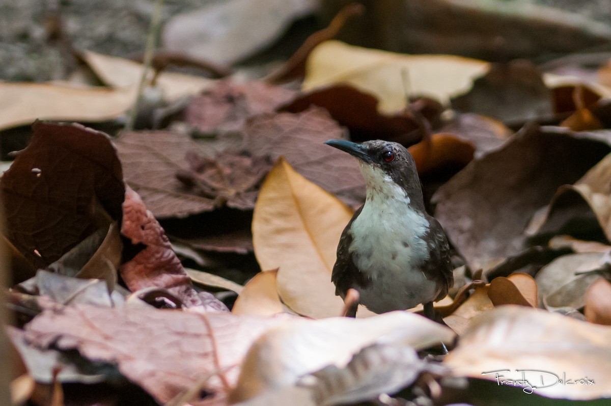 White-breasted Thrasher - ML615497666