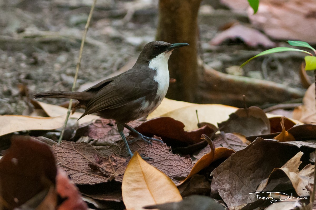 White-breasted Thrasher - ML615497667