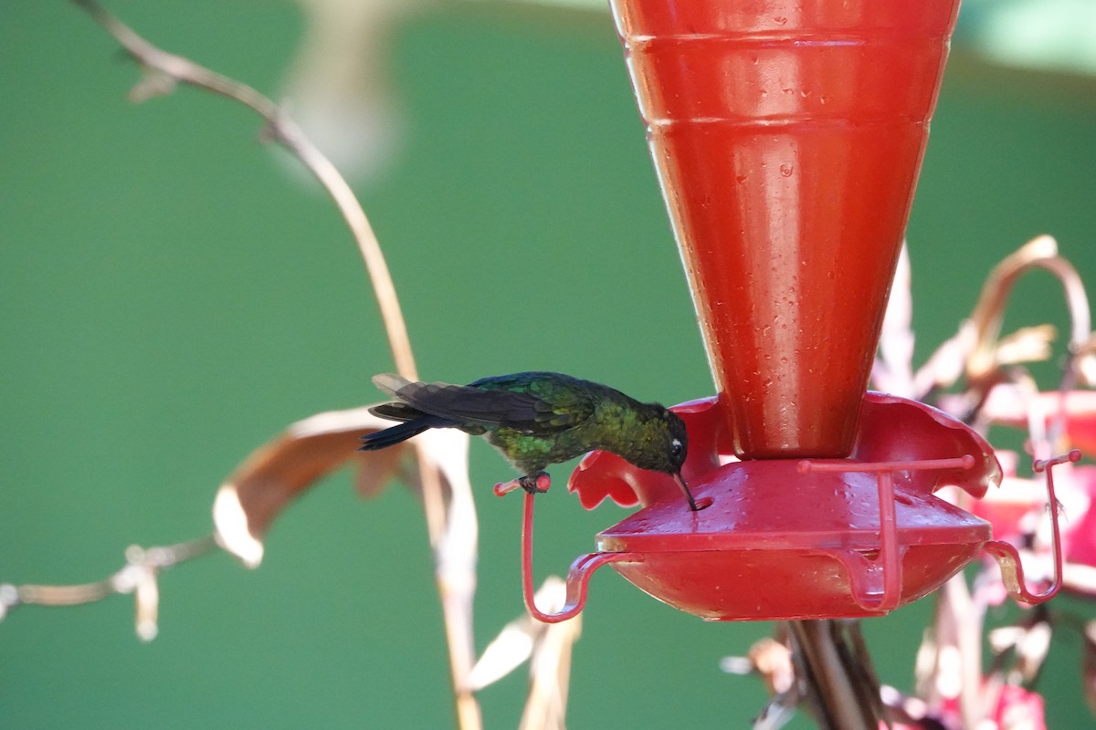 kolibřík ohnivobradý - ML615497738