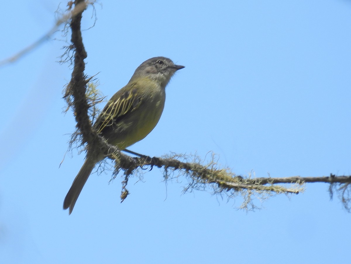 Guianan Tyrannulet - ML615497788