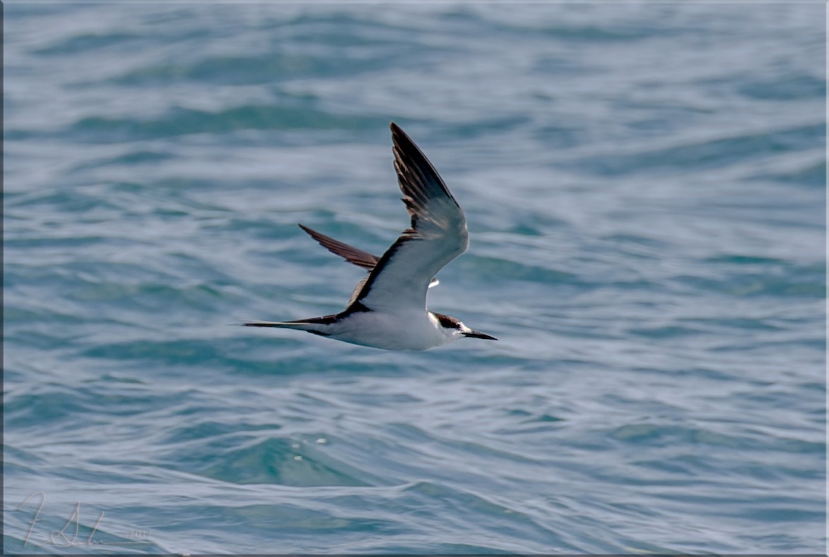 Sooty Tern - ML615497798