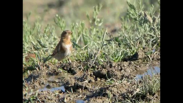 Crimson-winged Finch (Eurasian) - ML615497804