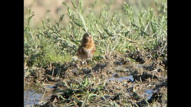 ベニバネナキマシコ（sanguineus） - ML615497808