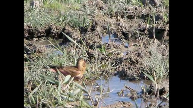 Crimson-winged Finch (Eurasian) - ML615497811
