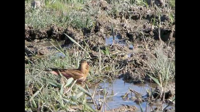 Crimson-winged Finch (Eurasian) - ML615497811