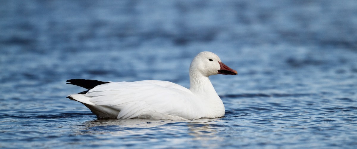 Snow Goose - Michael Lyman