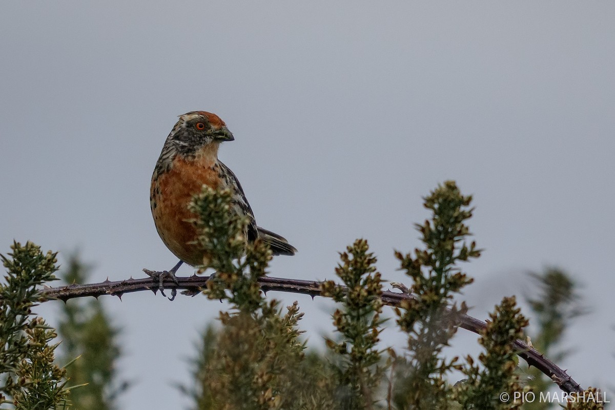 Rufous-tailed Plantcutter - Pio Marshall