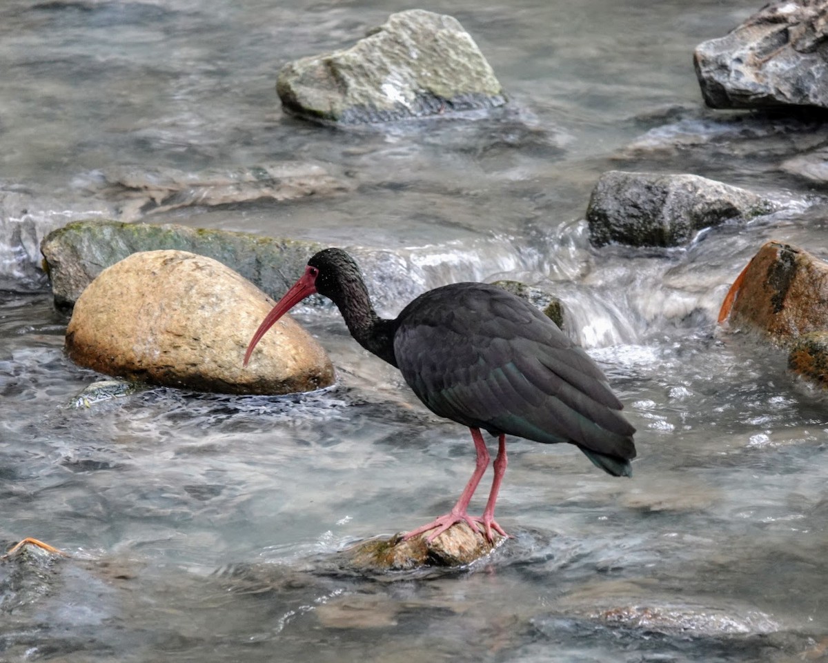 Bare-faced Ibis - ML615497927