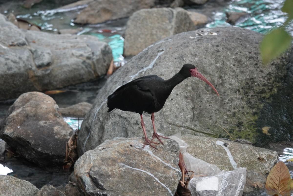ibis tmavý - ML615497928