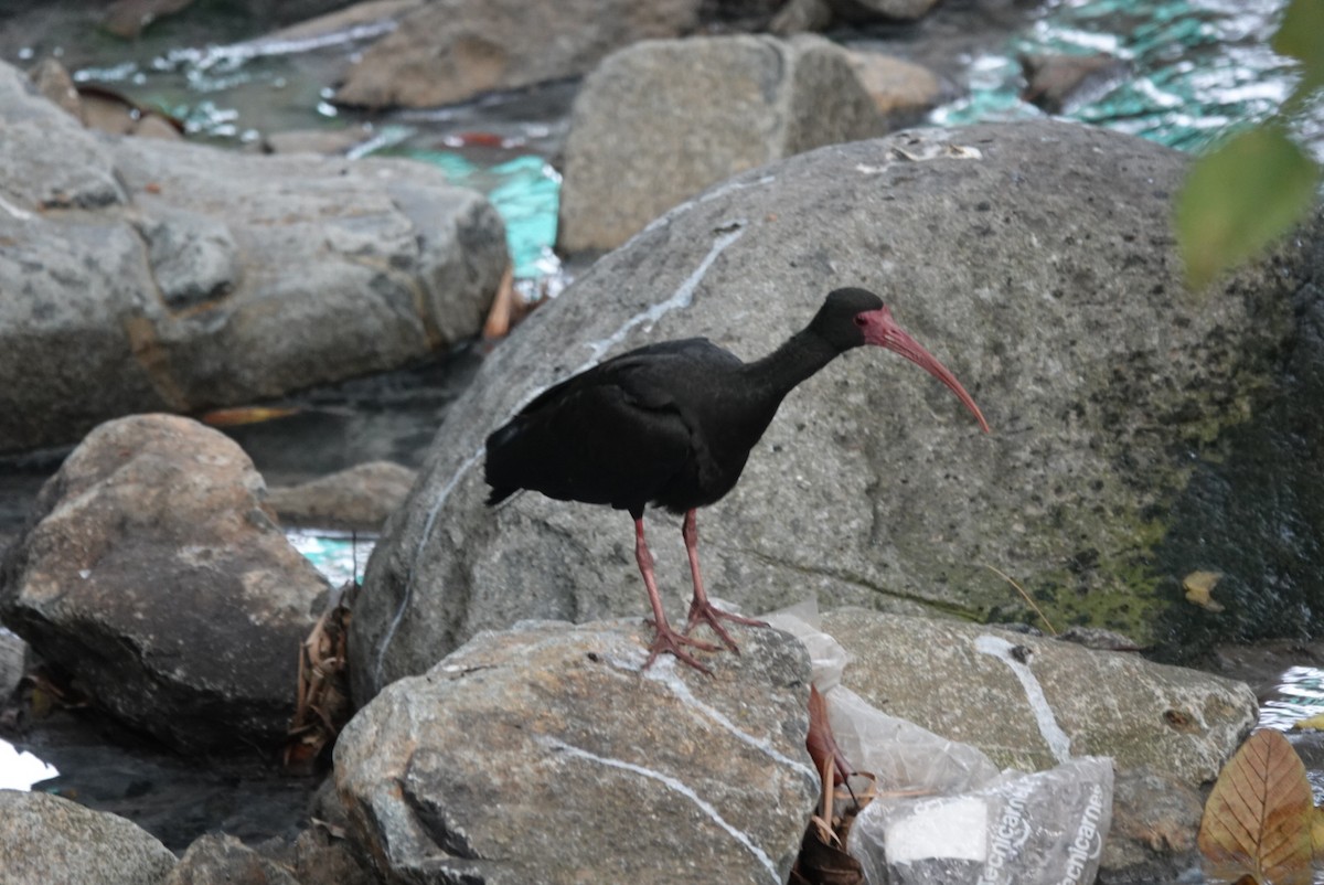 Bare-faced Ibis - ML615497928