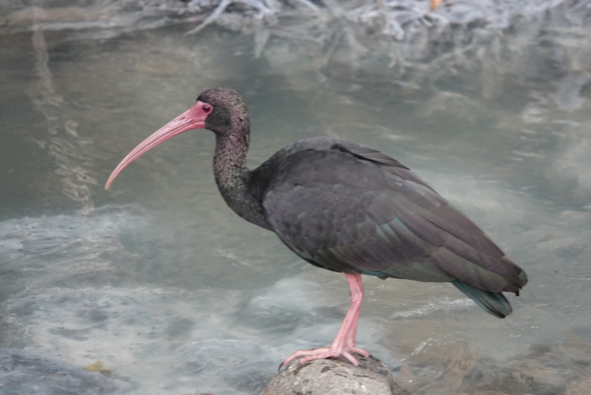 Bare-faced Ibis - ML615497929