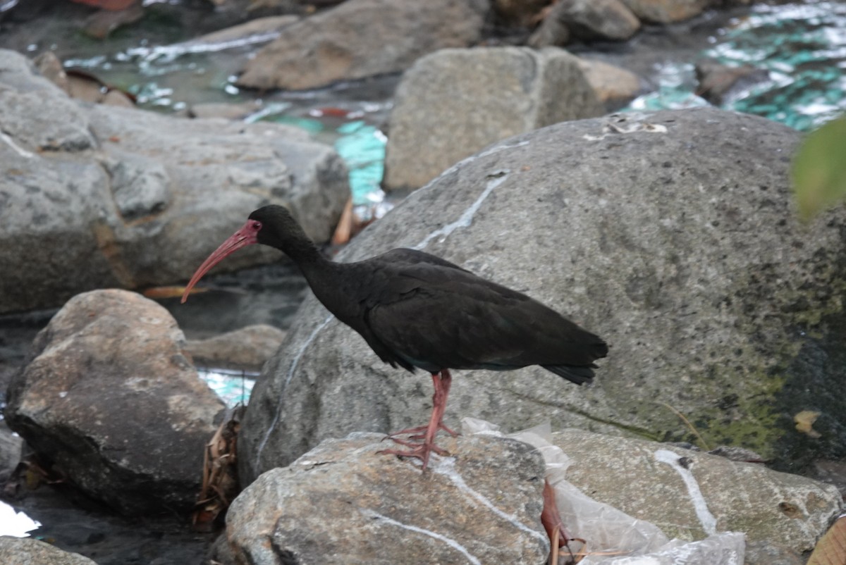 Bare-faced Ibis - ML615497930