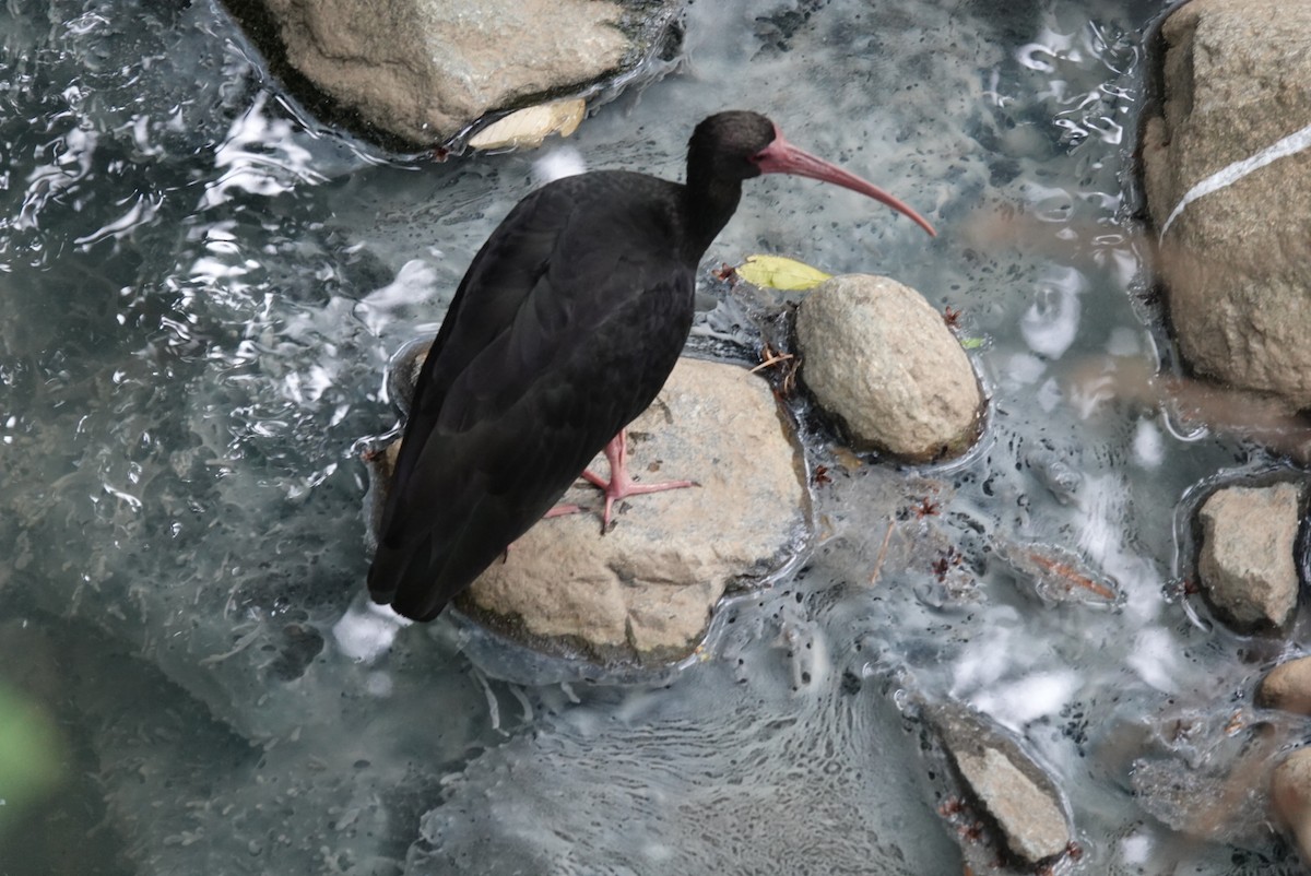 ibis tmavý - ML615497931