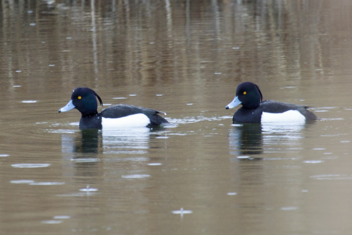 Tufted Duck - Mayca Martí