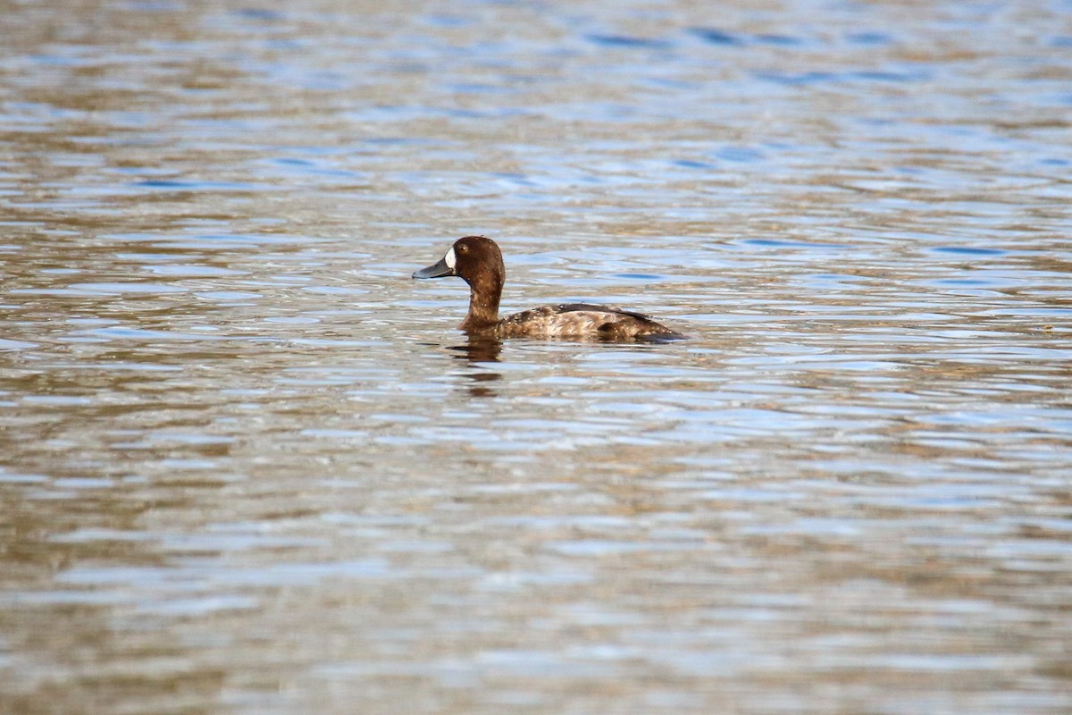 polák vlnkovaný - ML615497947