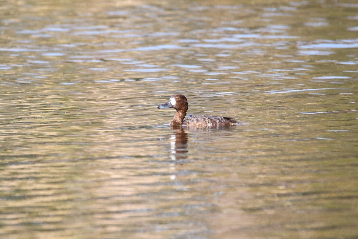 polák vlnkovaný - ML615497948