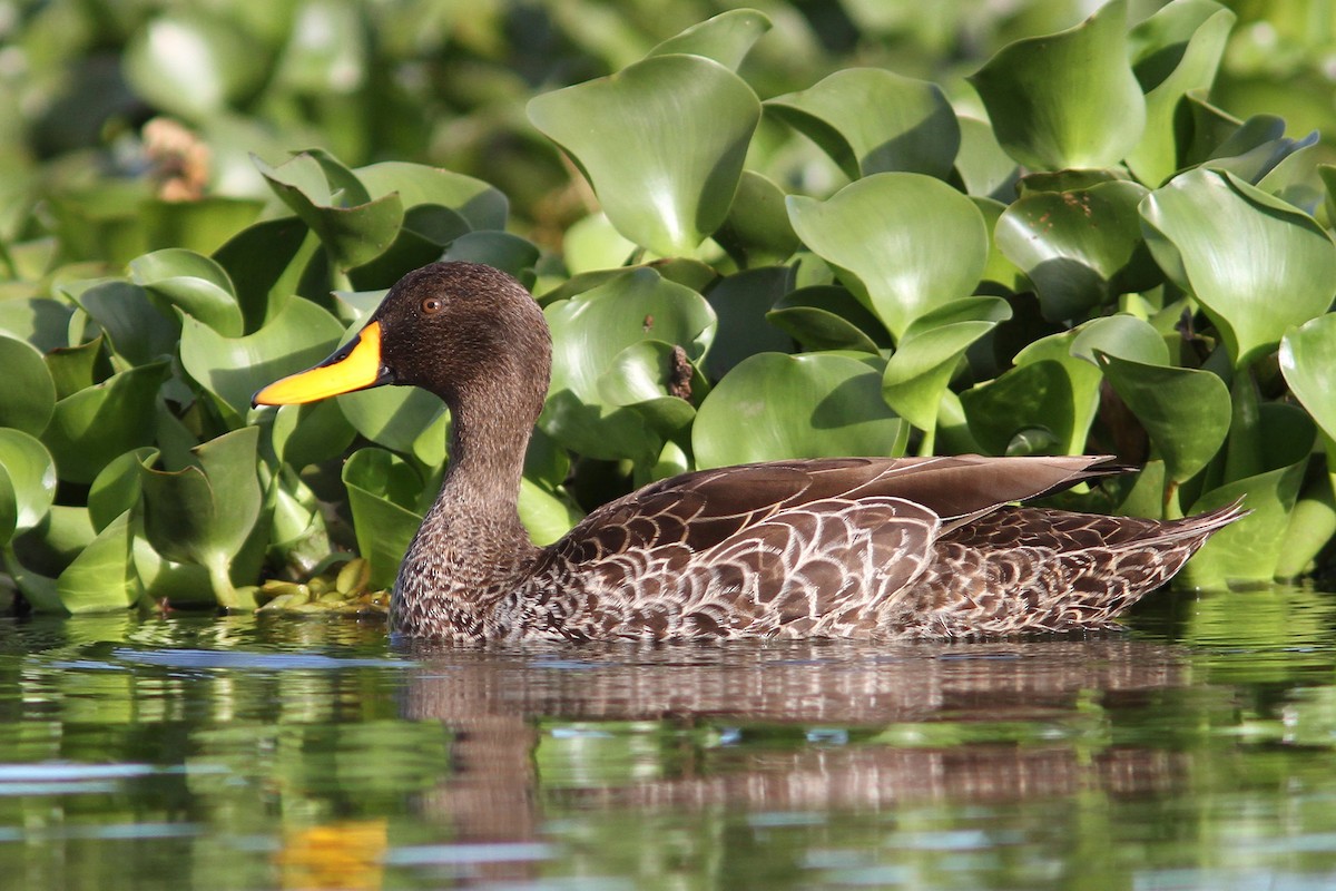 Canard à bec jaune - ML615497952