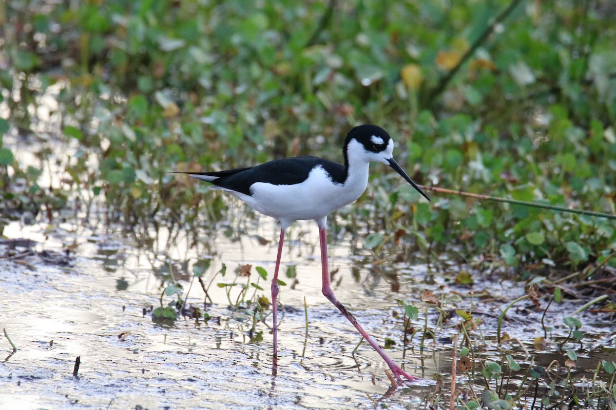 pisila černokrká - ML615497956