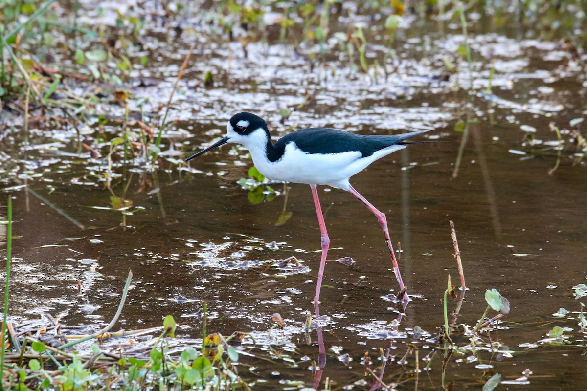 pisila černokrká - ML615497957