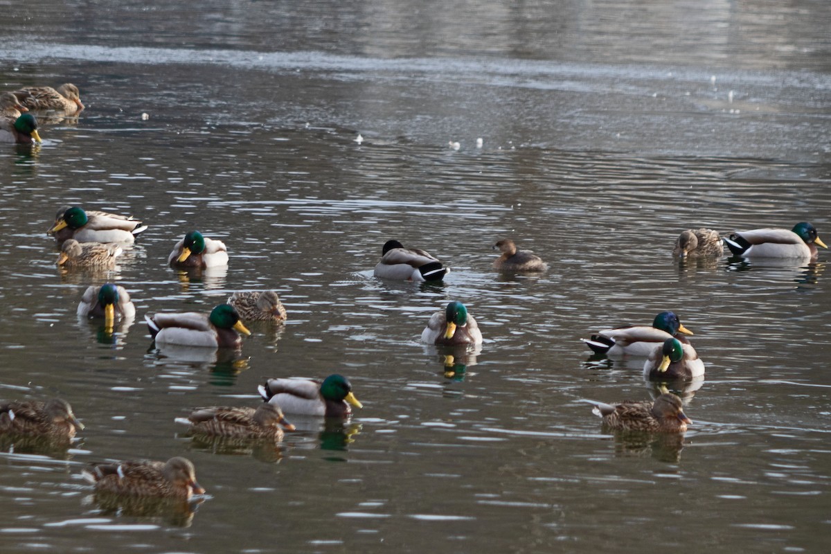 Pied-billed Grebe - ML615497980