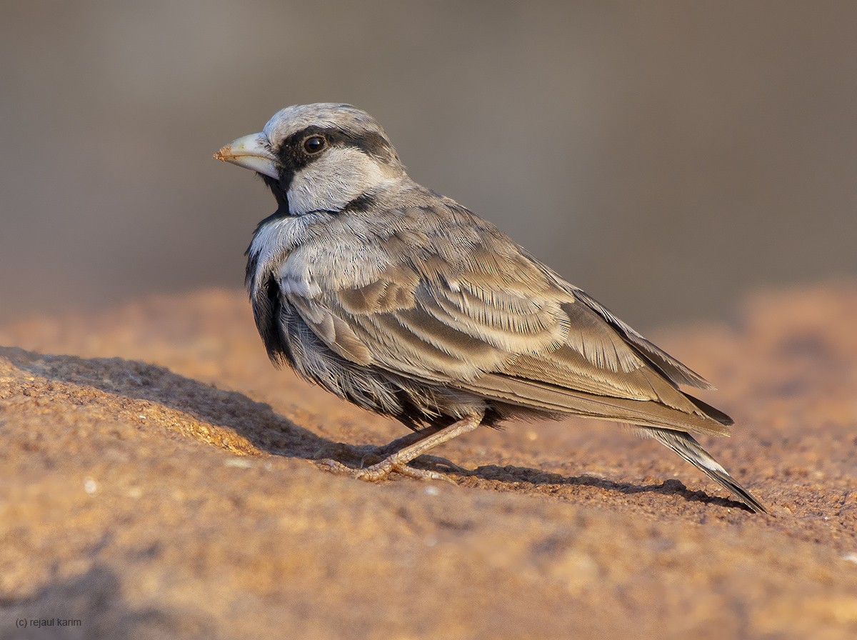 Ashy-crowned Sparrow-Lark - Rejaul Karim