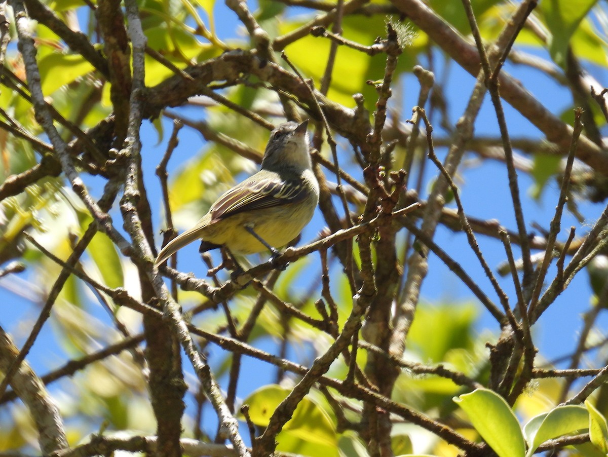 Guianan Tyrannulet - ML615498017