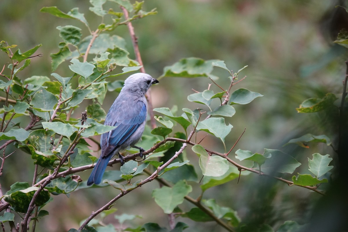 Blue-gray Tanager - ML615498042