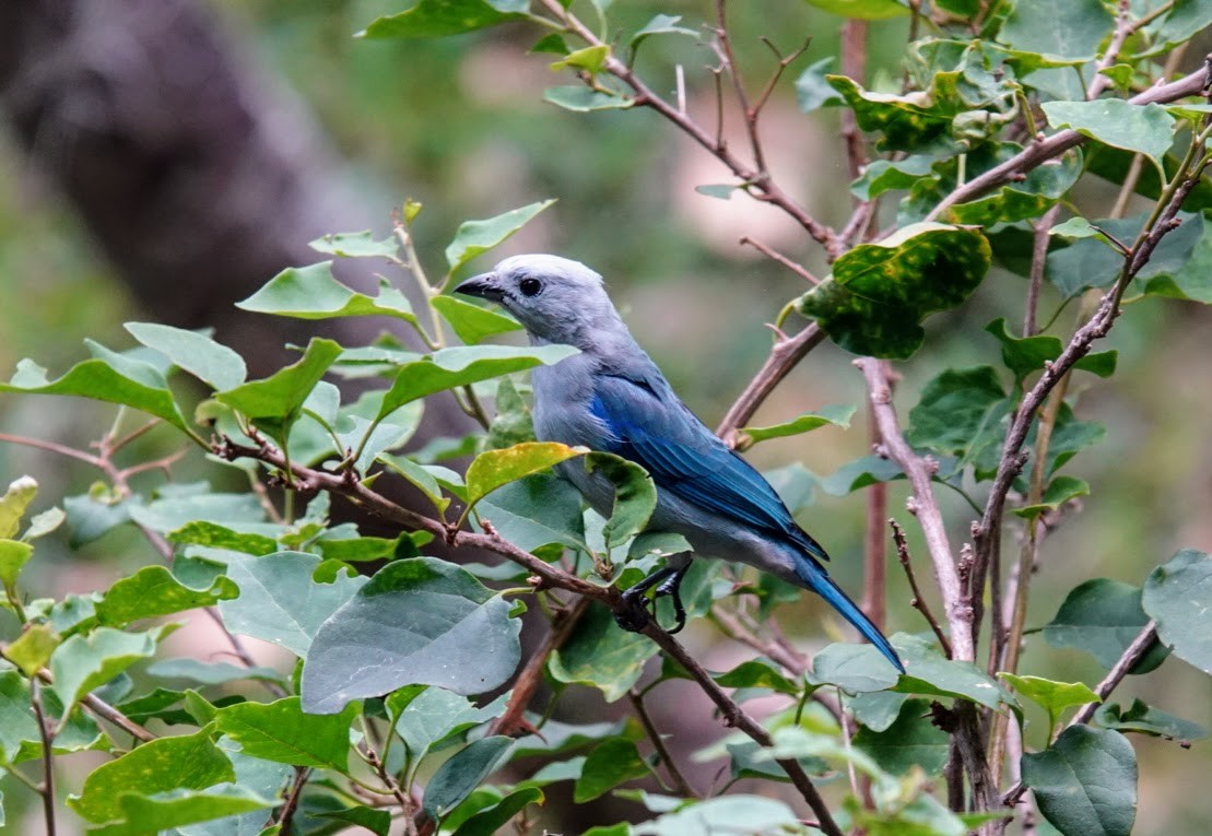Blue-gray Tanager - ML615498043