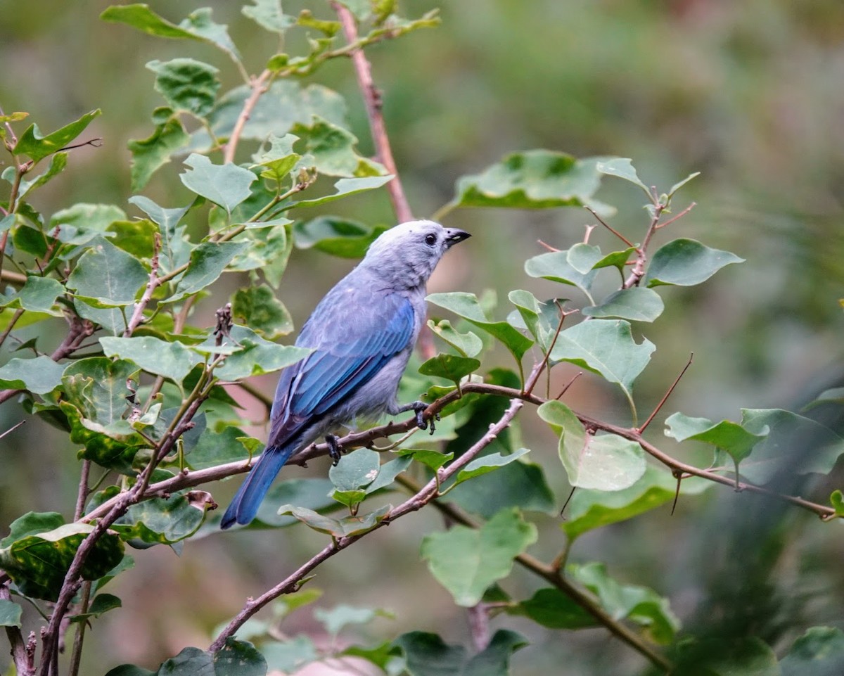 Blue-gray Tanager - ML615498044