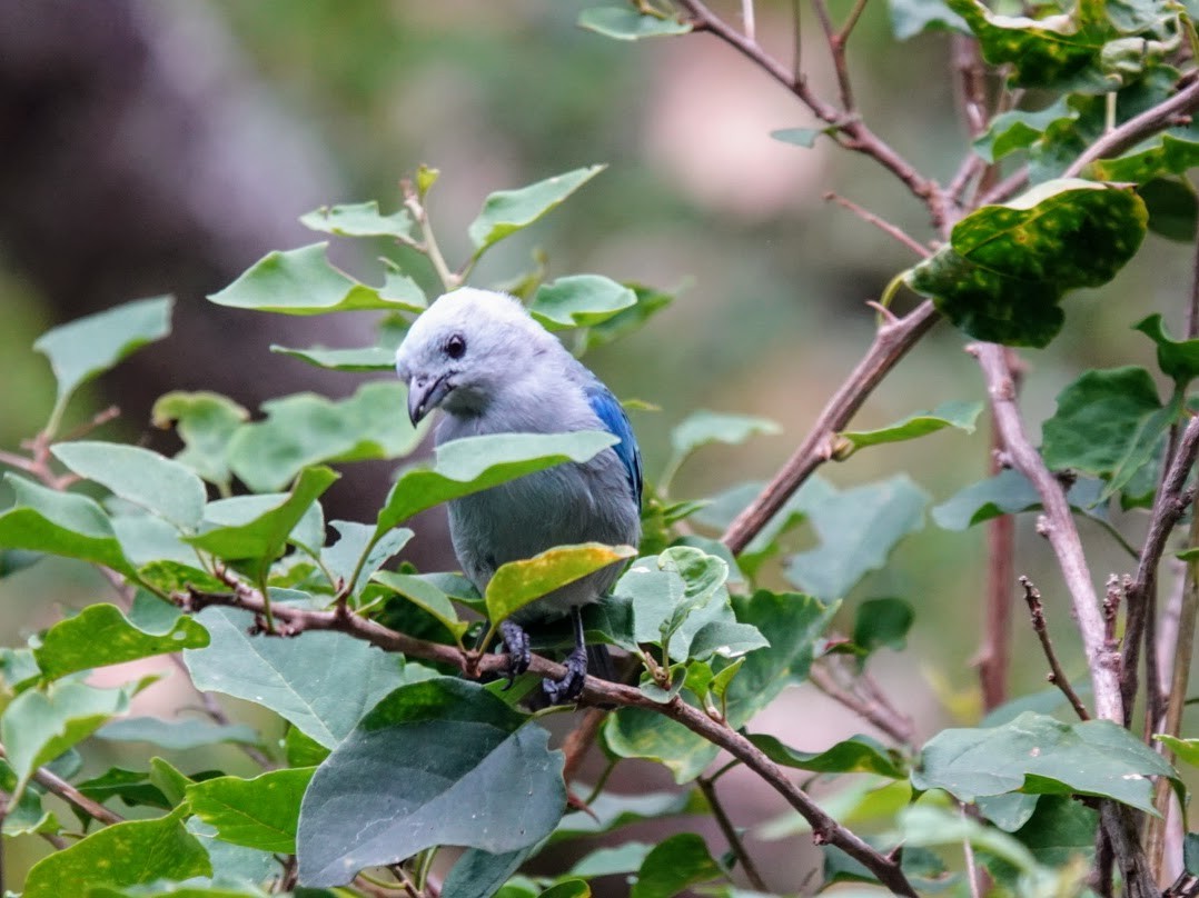 Blue-gray Tanager - ML615498045