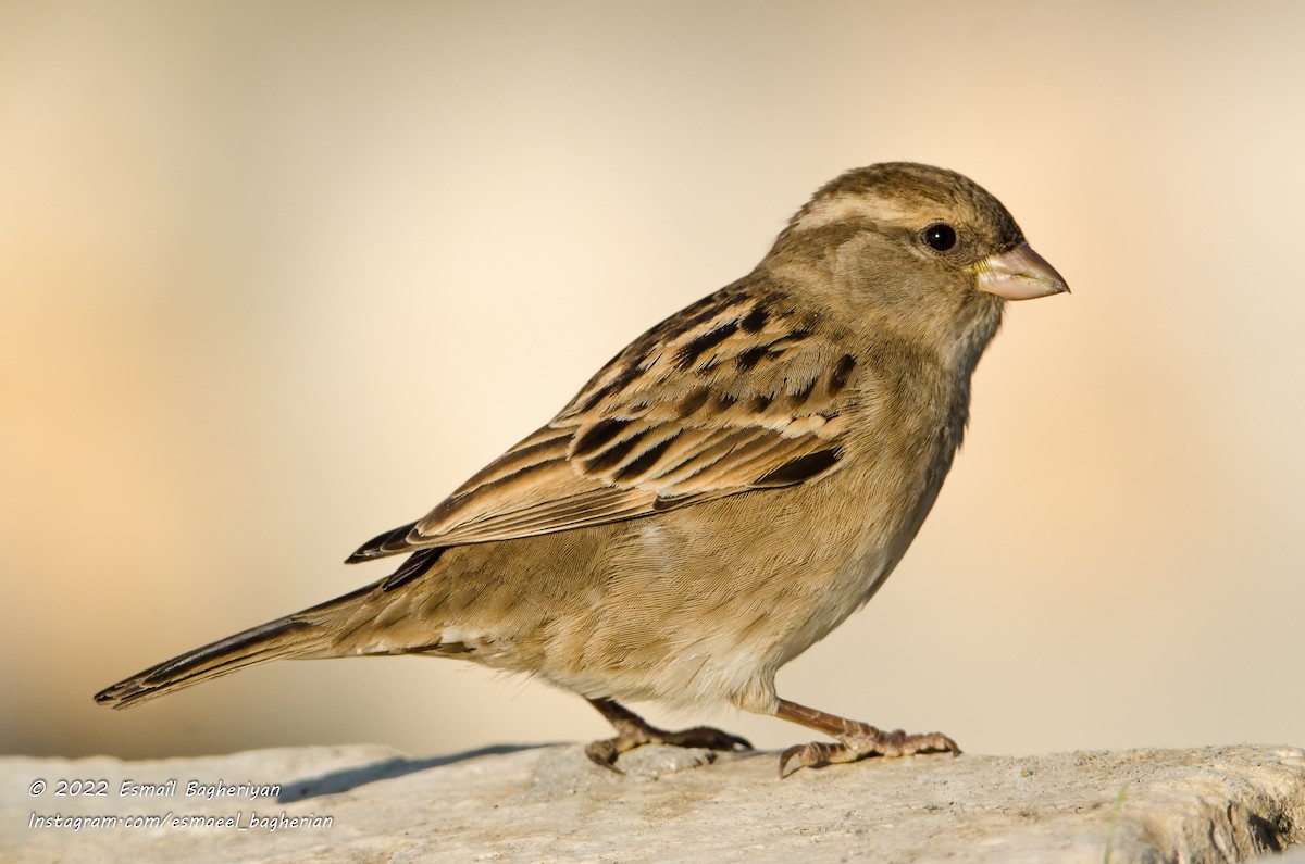 House Sparrow - Esmail Bagheriyan