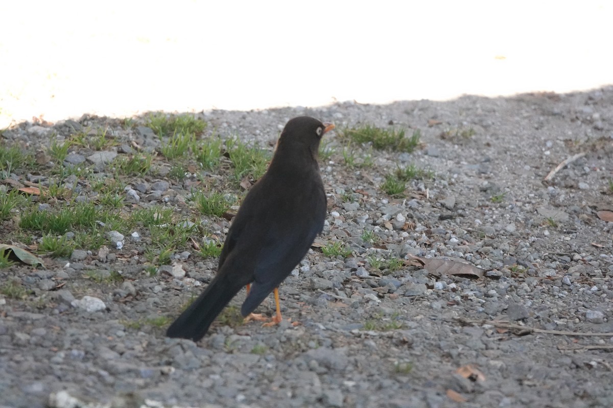 Sooty Thrush - ML615498122