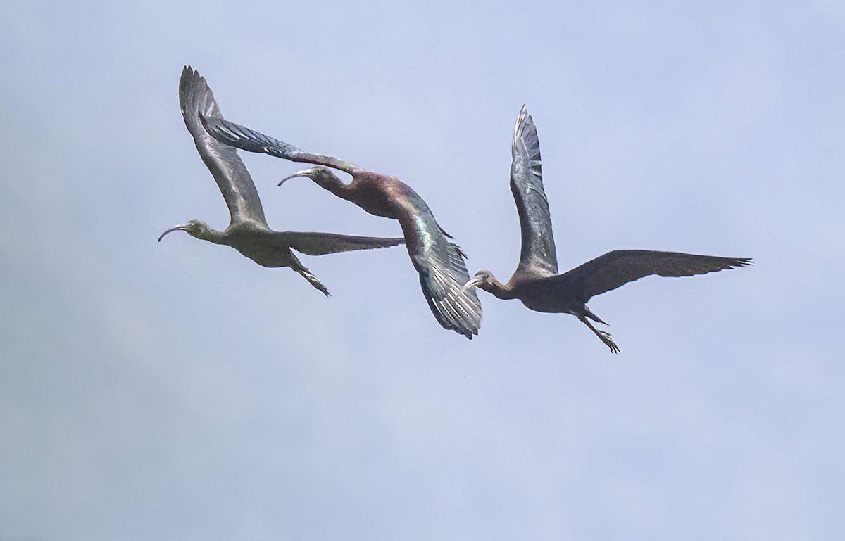 ibis hnědý - ML615498124