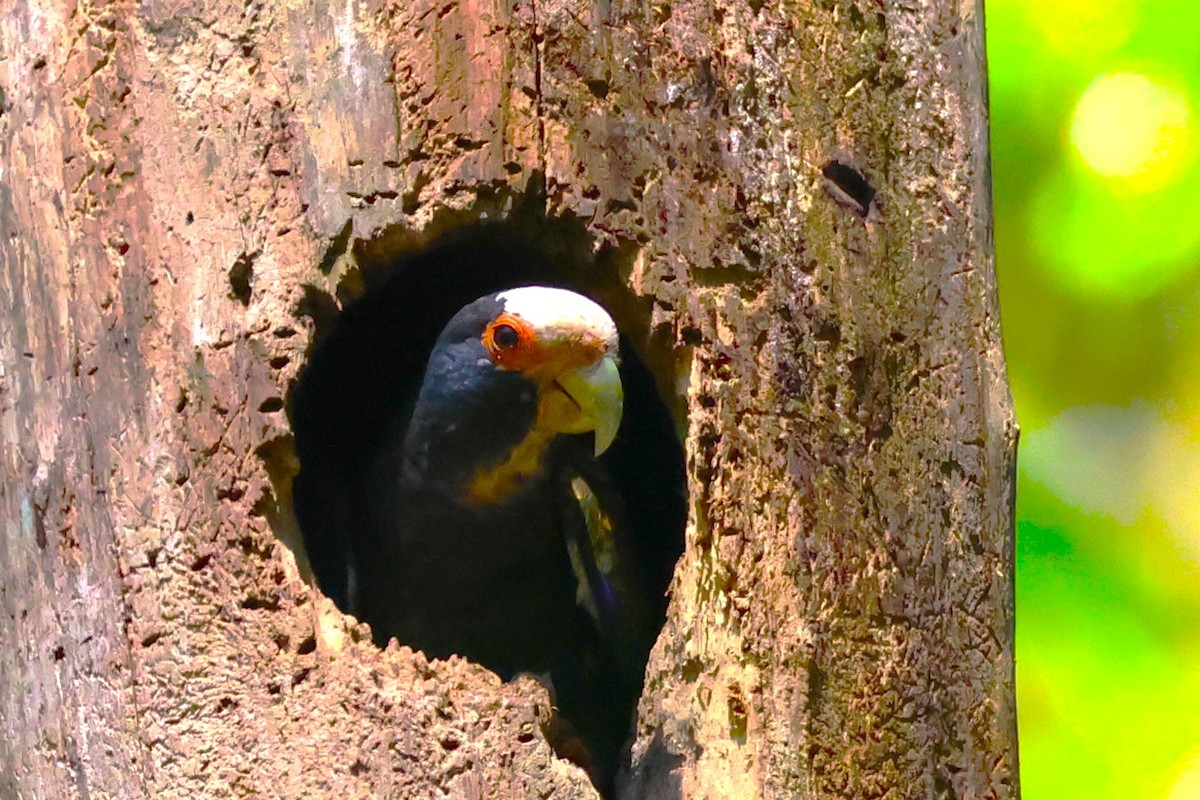 White-crowned Parrot - ML615498164