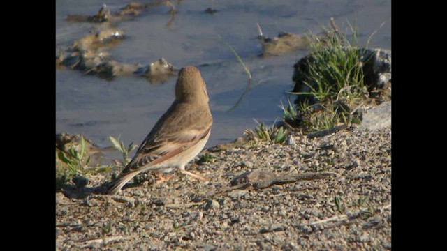 Mongolian Finch - ML615498189