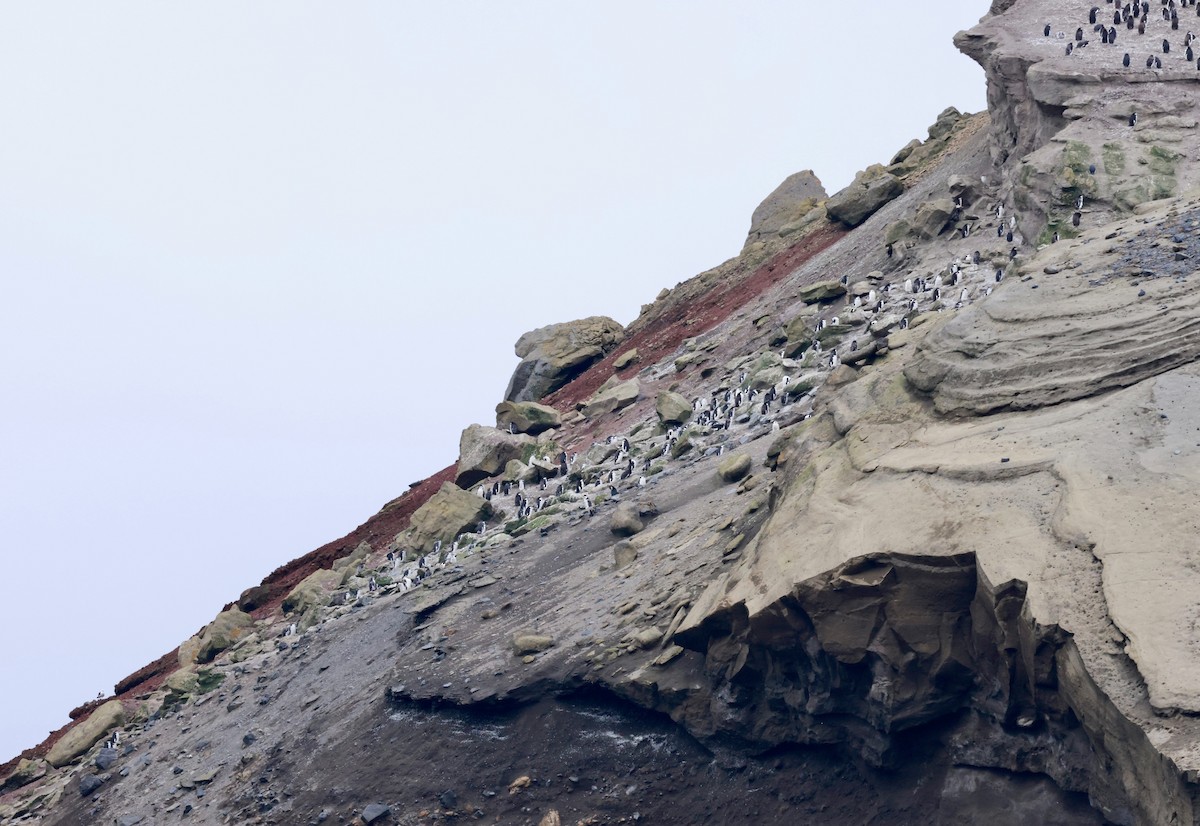 Chinstrap Penguin - Jeff Skevington