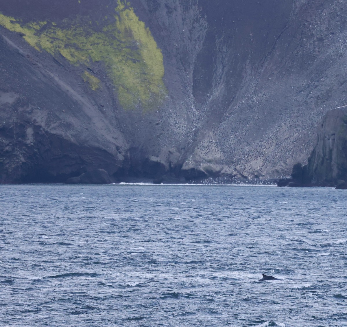 Chinstrap Penguin - ML615498264