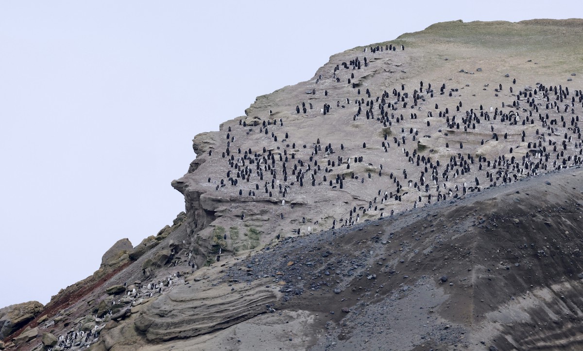 Пінгвін антарктичний - ML615498265