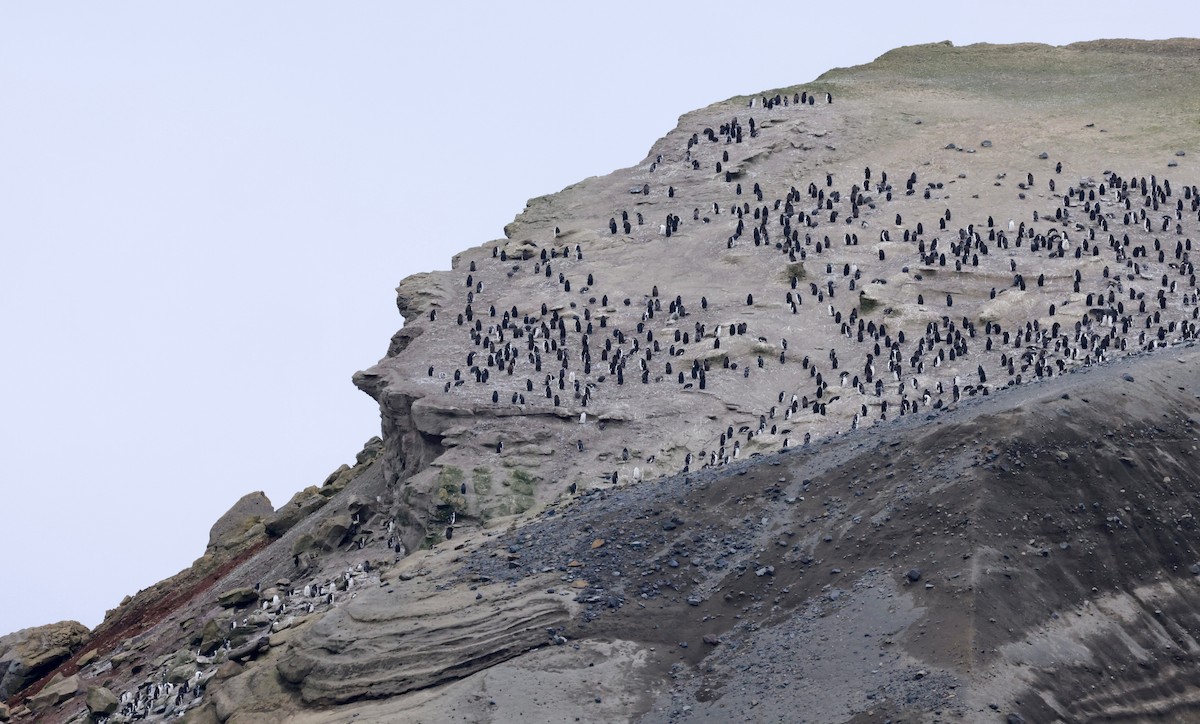 Chinstrap Penguin - ML615498265