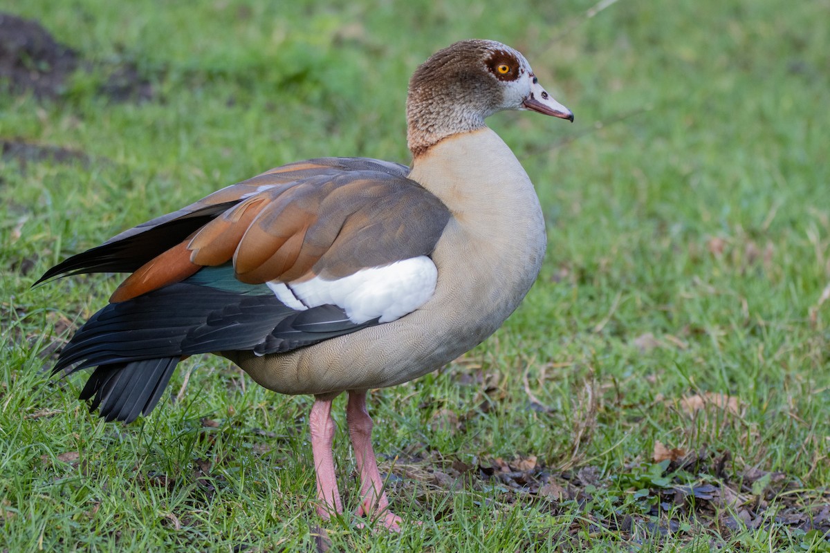 Egyptian Goose - ML615498294