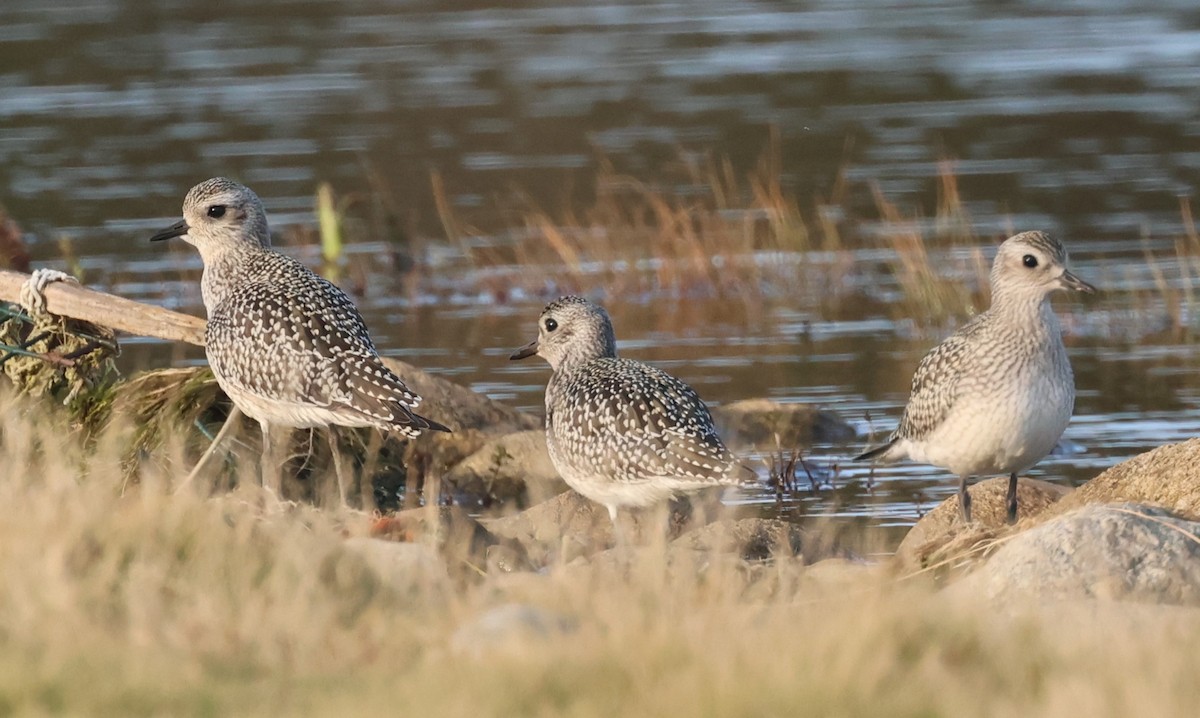 Black-bellied Plover - ML615498304