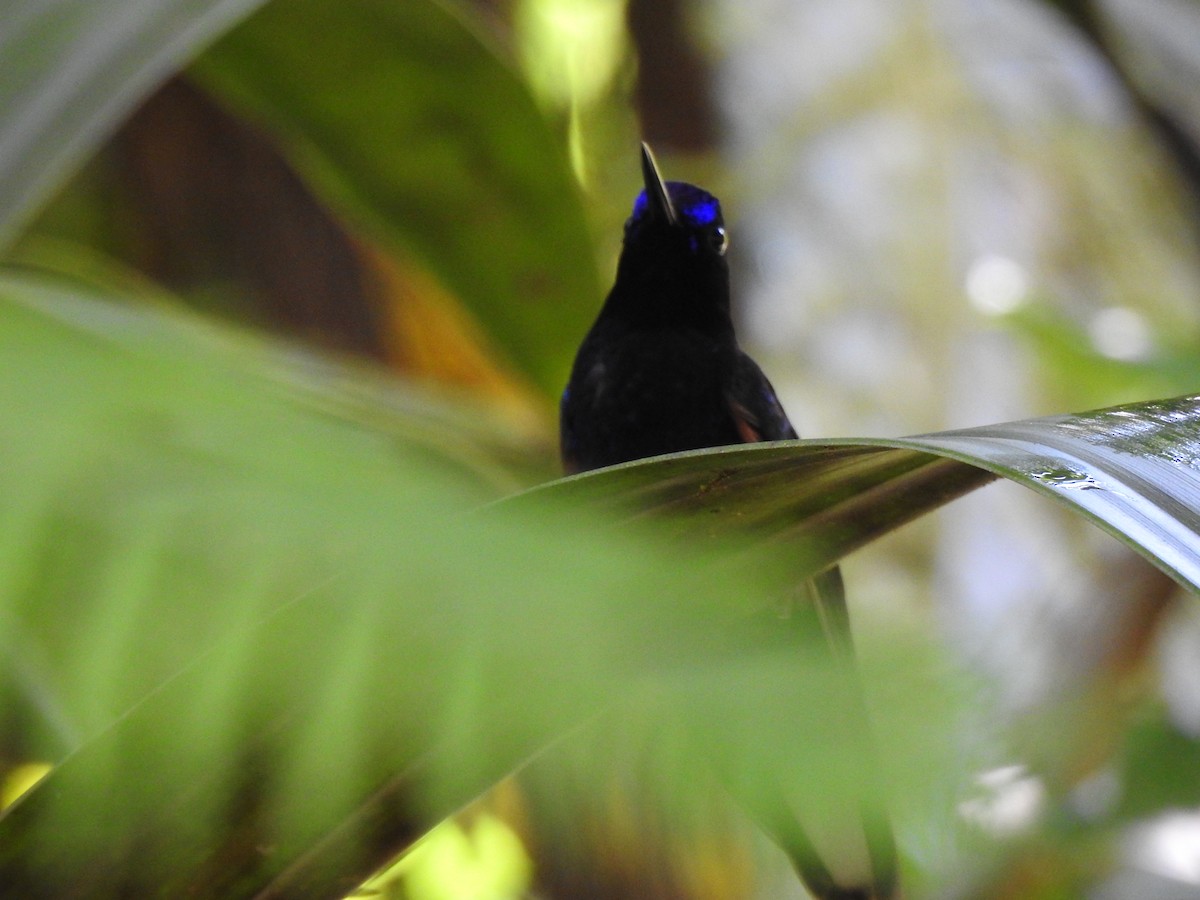 kolibřík hyacintový - ML615498322