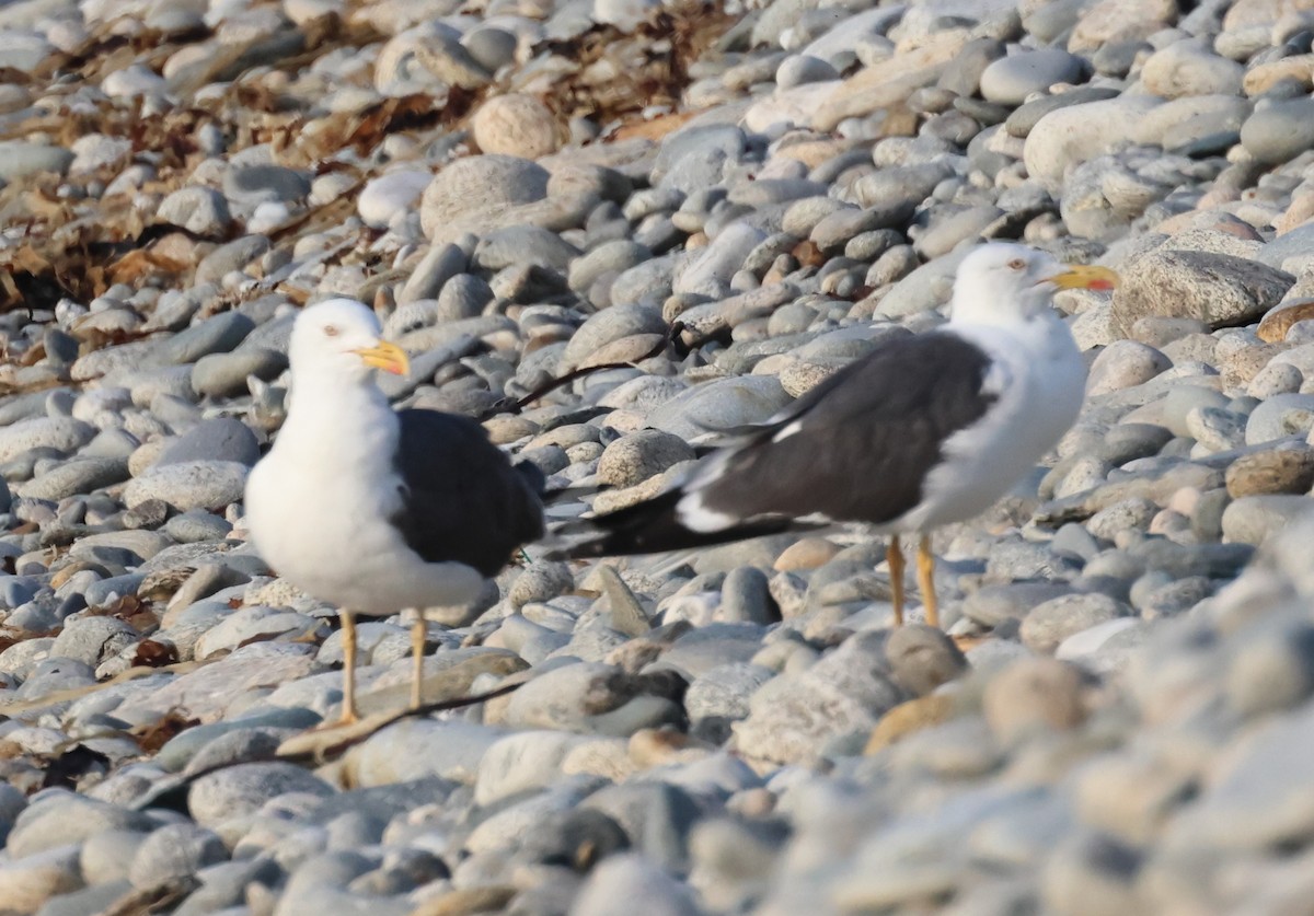 Lesser Black-backed Gull - ML615498361