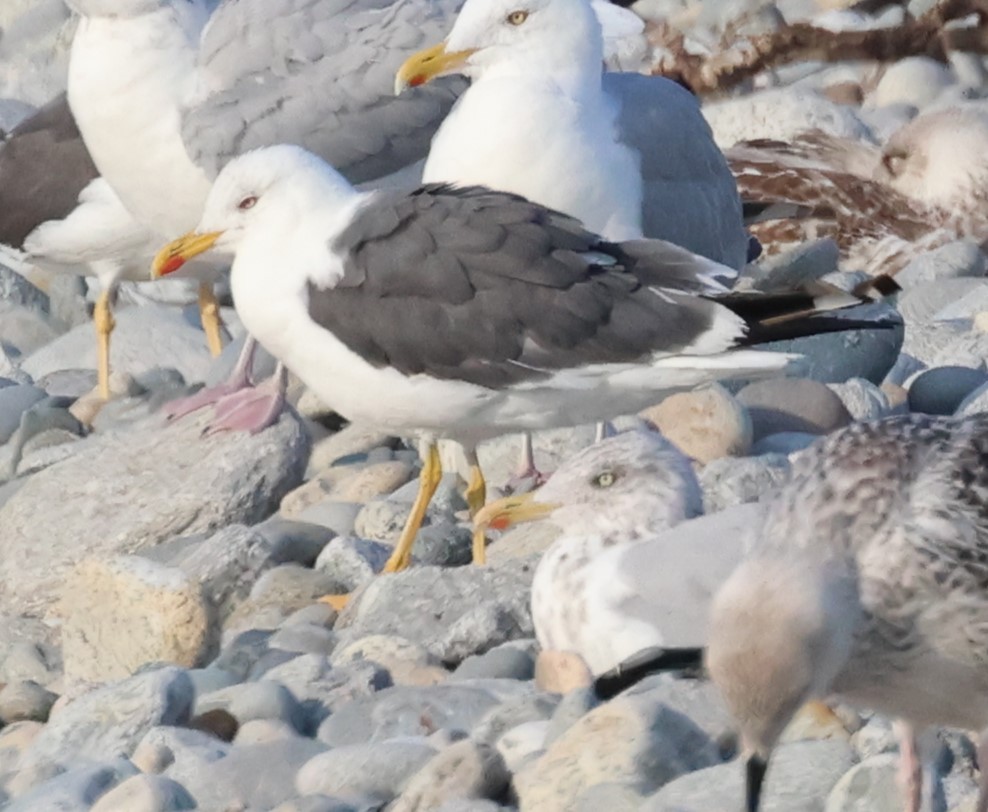 Lesser Black-backed Gull - ML615498362