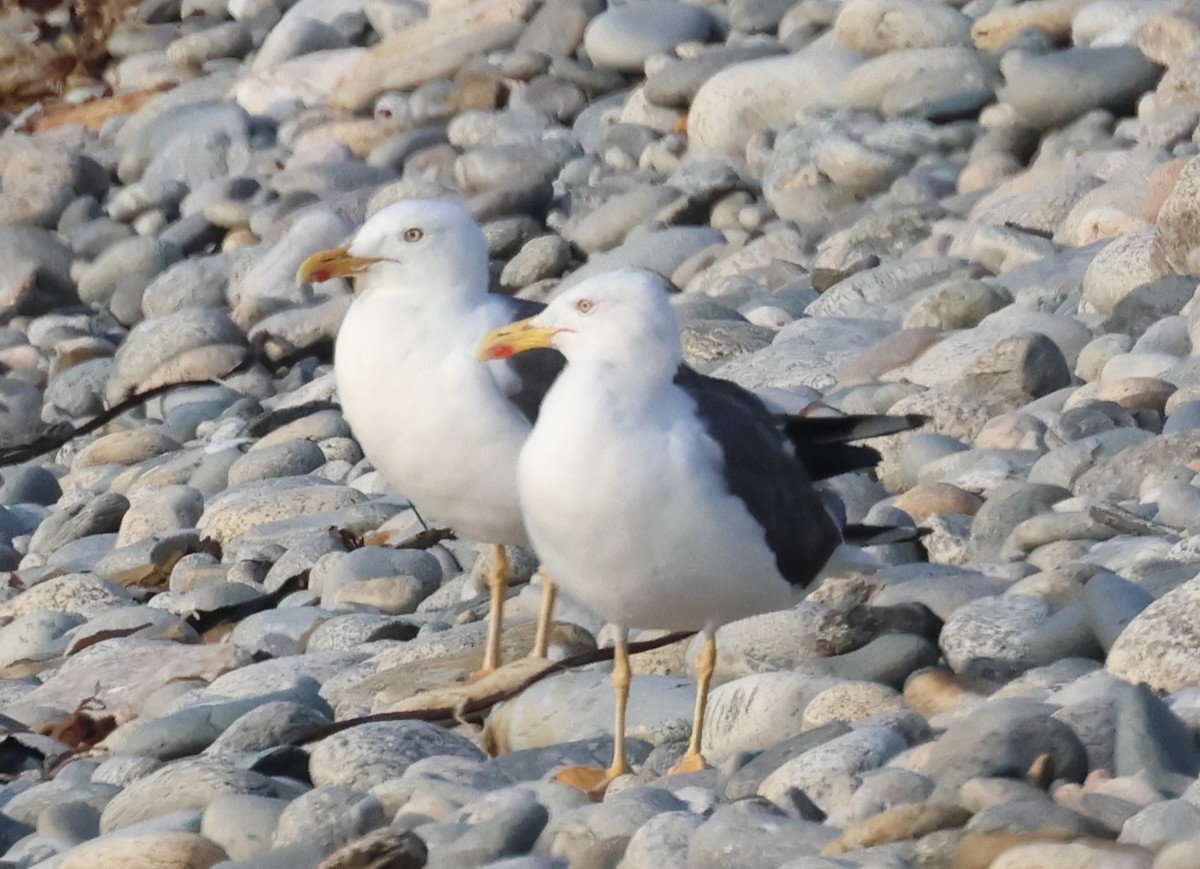 Lesser Black-backed Gull - ML615498363