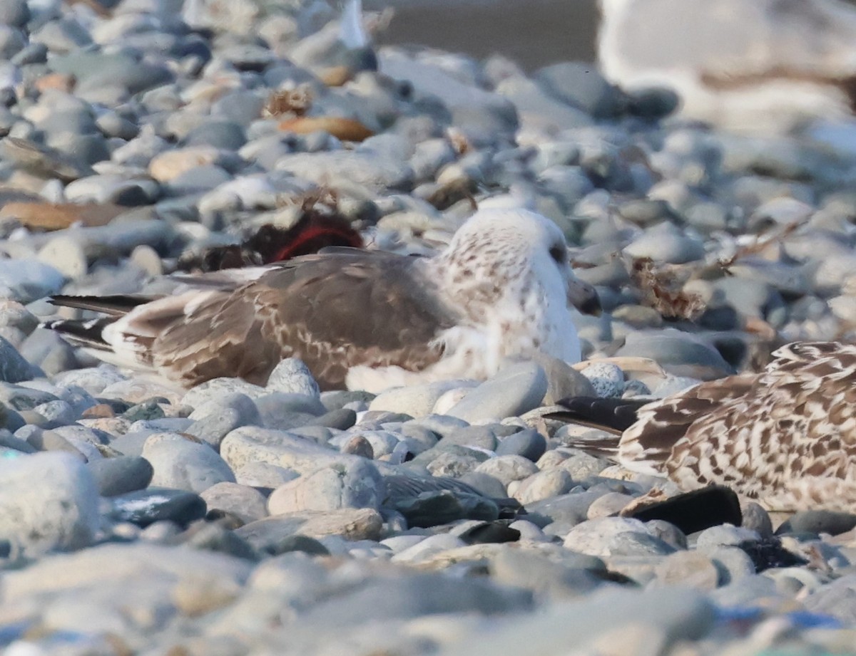 Lesser Black-backed Gull - ML615498364